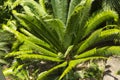 Sago palm, botanical name Cycas revoluta Royalty Free Stock Photo