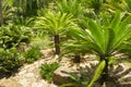 Sago palm, botanical name Cycas revoluta Royalty Free Stock Photo