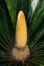 Sago Palm Cycad Male Flower Royalty Free Stock Photo