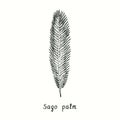 Sago palm Cycas revolut leaf. Ink black and white doodle drawing Royalty Free Stock Photo