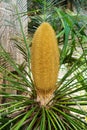 Sago palm - Cycas revoluta Royalty Free Stock Photo