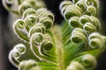 Sago Palm Developing Leaf Royalty Free Stock Photo