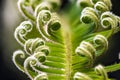 Sago Palm Developing Leaf Royalty Free Stock Photo