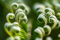 Sago Palm Developing Leaf Royalty Free Stock Photo