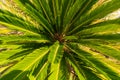 Sago palm or Cycas Revoluta or Japenese cycad view from above. Royalty Free Stock Photo