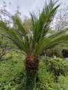 Sago palm or cycas revoluta is a species of gymnosperm in the family cycadaceae native to Southern Japan