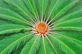 Sago Palm (Cycas revoluta). Green background Royalty Free Stock Photo