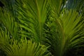 Sago palm fronds in part sun, part shade II