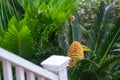 Sago Palm with male flower at handrail`s end in Royalty Free Stock Photo