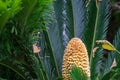 Sago Palm with male flower Royalty Free Stock Photo