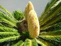 Sago Palm with Multiple Male Cones Royalty Free Stock Photo