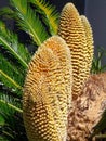 Sago Palm Pollen Cone with Bees Royalty Free Stock Photo