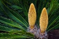 Sago Palm with Pollen Cones