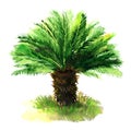 Sago palm tree with green grass, tropical sago cycad, japanese or king sago, isolated, hand drawn watercolor Royalty Free Stock Photo