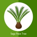 Sago palm tree. Illustration of exotic tropical plant