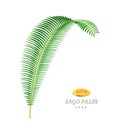 Sago palm tree tropical foliage and exotic botany