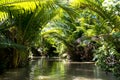 Side arm of Sepik River with Sago Palms, New Guinea Royalty Free Stock Photo