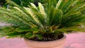 Sago Plant or Cycas Revoluta