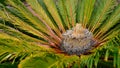Sago Plant or Cycas Revoluta