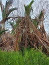 A Sago Tree Covered in Broken Tree Branches