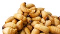 Sago worm, larvae from the red palm weevil Royalty Free Stock Photo