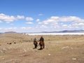 SAGSAY, MONGOLIA - MAY 22, 2012: Mongolian teenagers horsemen shepherd their sheep in the beautiful spring desert