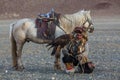 Kazakh Eagle Hunter Berkutchi with horse while hunting to the hare with a golden eagles on his arms