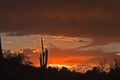Saguaro Royalty Free Stock Photo