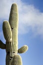 Saguaro Against Sky With Clouds Royalty Free Stock Photo