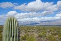Saguaro Against Snow Covered Mountains Royalty Free Stock Photo
