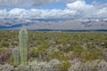 Saguaro Against Snow Covered Mountains