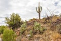 Saguaro at Apache trail scenic drive, Arizona Royalty Free Stock Photo