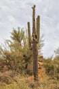 Saguaro at Apache trail scenic drive, Arizona Royalty Free Stock Photo