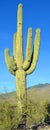 The saguaro is an arborescent tree-like cactus