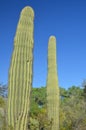 The saguaro is an arborescent tree-like cactus