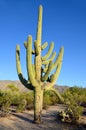 The saguaro is an arborescent tree-like cactus