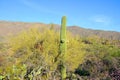 The saguaro is an arborescent tree-like cactus