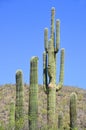 The saguaro is an arborescent tree-like cactus