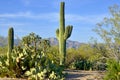 The saguaro is an arborescent tree-like cactus