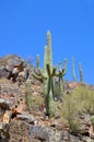 The saguaro is an arborescent tree-like cactus