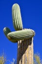 The saguaro is an arborescent tree-like cactus