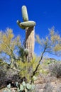 The saguaro is an arborescent tree-like cactus