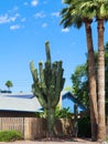 Saguaro Arms with Flowers and Tropical Palms, Arizona living