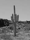 Saguaro Royalty Free Stock Photo
