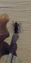 Giant beetle bug