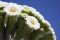 Saguaro bloom