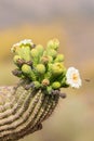 Saguaro in Bloom With bee