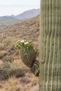Saguaro Blooming in Arizona