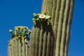 Saguaro Blooming