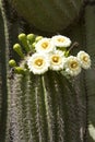 Saguaro Blooming Royalty Free Stock Photo